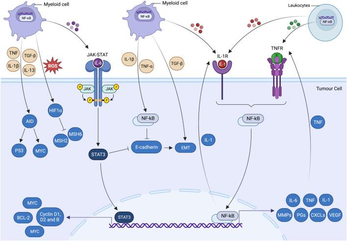 https://cdn.ncbi.nlm.nih.gov/pmc/blobs/c32e/10482416/a965c756da40/fphar-14-1255727-g003.jpg