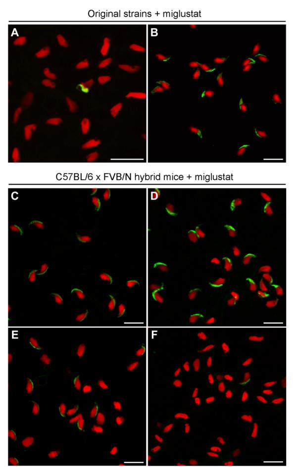 https://cdn.ncbi.nlm.nih.gov/pmc/blobs/c330/1794412/e2b6a7b9d545/1477-7827-5-1-6.jpg