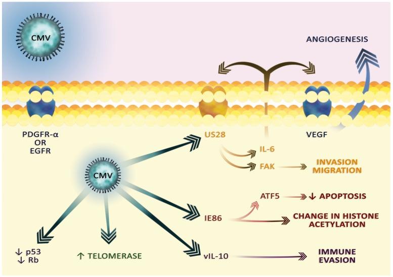 https://cdn.ncbi.nlm.nih.gov/pmc/blobs/c331/5805549/e2cb7fd6fe6b/oncotarget-09-7219-g004.jpg