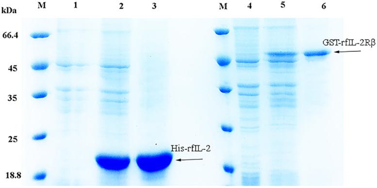 https://cdn.ncbi.nlm.nih.gov/pmc/blobs/c331/7509493/004107f6795a/fimmu-11-531785-g001.jpg