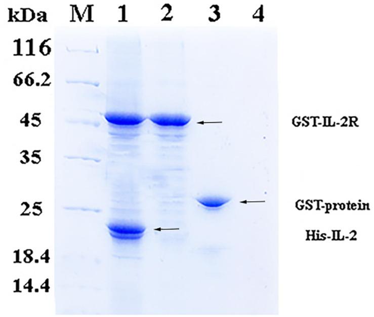 https://cdn.ncbi.nlm.nih.gov/pmc/blobs/c331/7509493/e94427b234ae/fimmu-11-531785-g002.jpg