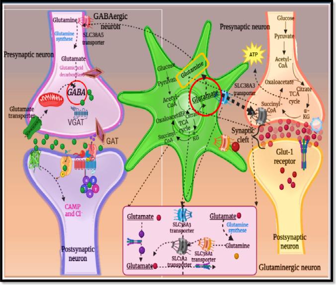 https://cdn.ncbi.nlm.nih.gov/pmc/blobs/c333/11496374/356470c00bfb/12035_2024_4015_Fig2_HTML.jpg