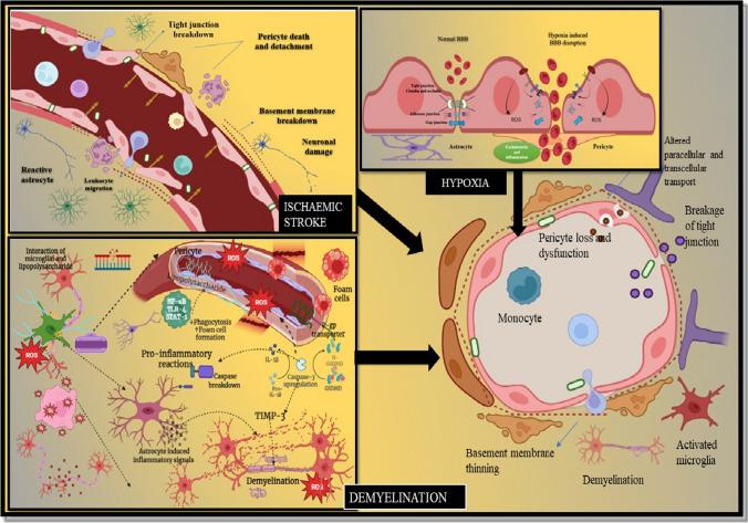 https://cdn.ncbi.nlm.nih.gov/pmc/blobs/c333/11496374/4b5e7b91ca7b/12035_2024_4015_Fig5_HTML.jpg