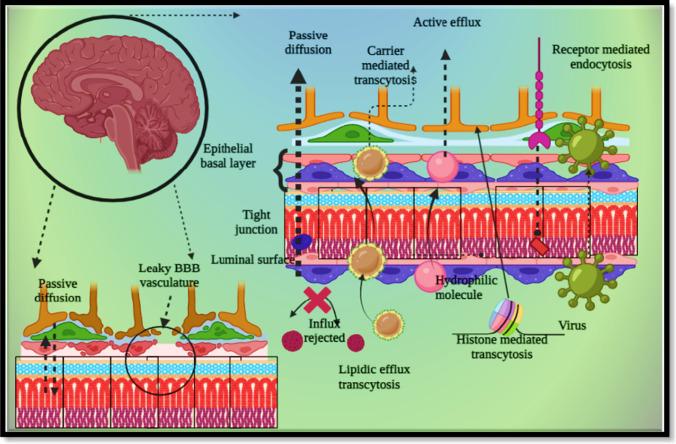 https://cdn.ncbi.nlm.nih.gov/pmc/blobs/c333/11496374/b5ae369d1521/12035_2024_4015_Fig1_HTML.jpg