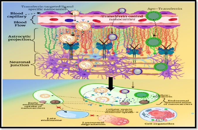 https://cdn.ncbi.nlm.nih.gov/pmc/blobs/c333/11496374/cae5cf8bad83/12035_2024_4015_Fig4_HTML.jpg