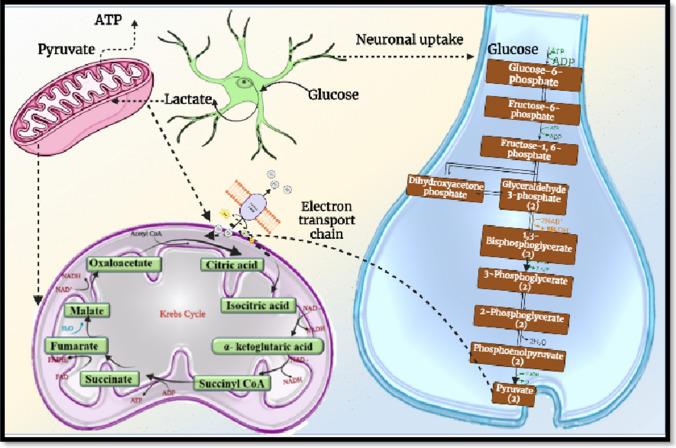https://cdn.ncbi.nlm.nih.gov/pmc/blobs/c333/11496374/eb6b3f9a629f/12035_2024_4015_Fig3_HTML.jpg