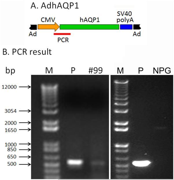 https://cdn.ncbi.nlm.nih.gov/pmc/blobs/c334/5373995/49a4c15442e8/nihms-836822-f0007.jpg
