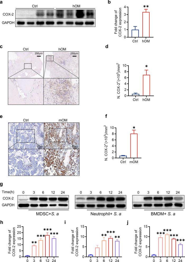 https://cdn.ncbi.nlm.nih.gov/pmc/blobs/c336/12057237/219221ddcd7c/10020_2025_1202_Fig7_HTML.jpg