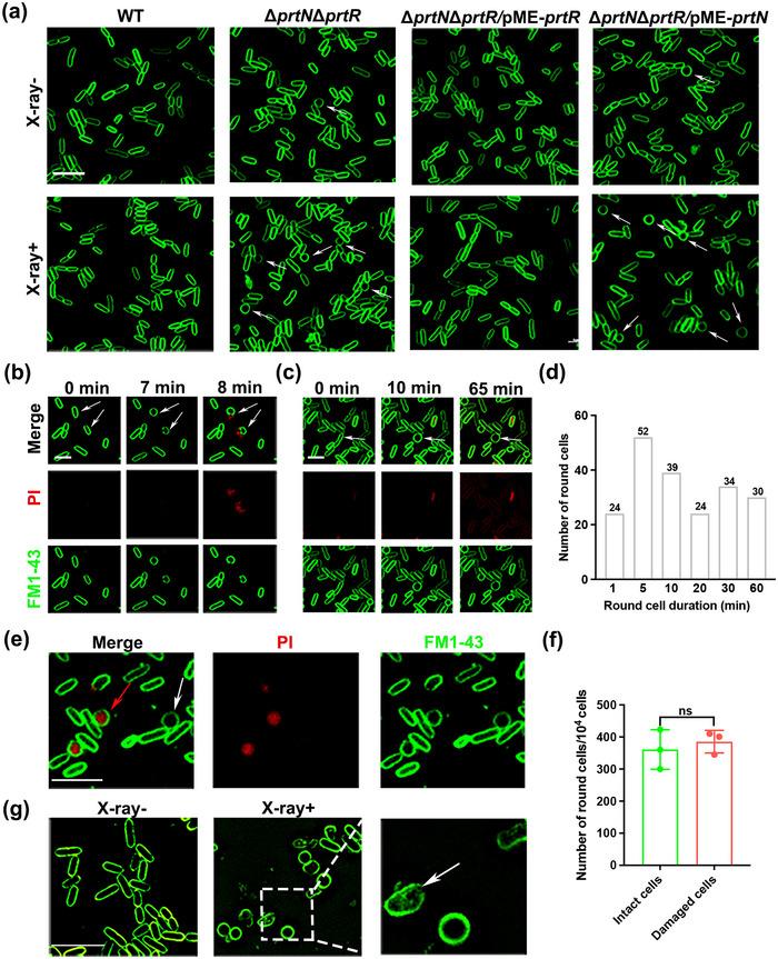 https://cdn.ncbi.nlm.nih.gov/pmc/blobs/c33a/12360855/09eb2a162586/JEV2-14-e70151-g004.jpg
