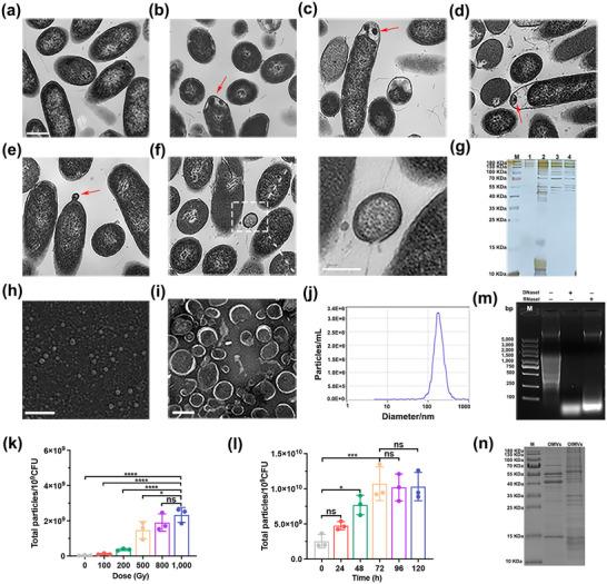 https://cdn.ncbi.nlm.nih.gov/pmc/blobs/c33a/12360855/ac606a1d54a8/JEV2-14-e70151-g002.jpg