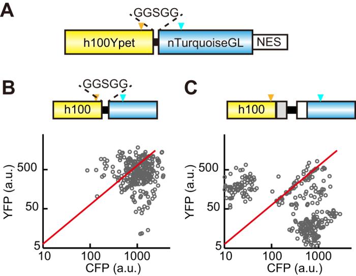 https://cdn.ncbi.nlm.nih.gov/pmc/blobs/c33b/4542544/122c95b0a503/srep13283-f5.jpg