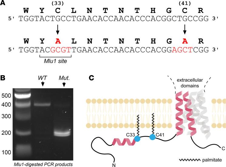https://cdn.ncbi.nlm.nih.gov/pmc/blobs/c33d/10721255/3b21b7149d00/jciinsight-8-172051-g259.jpg
