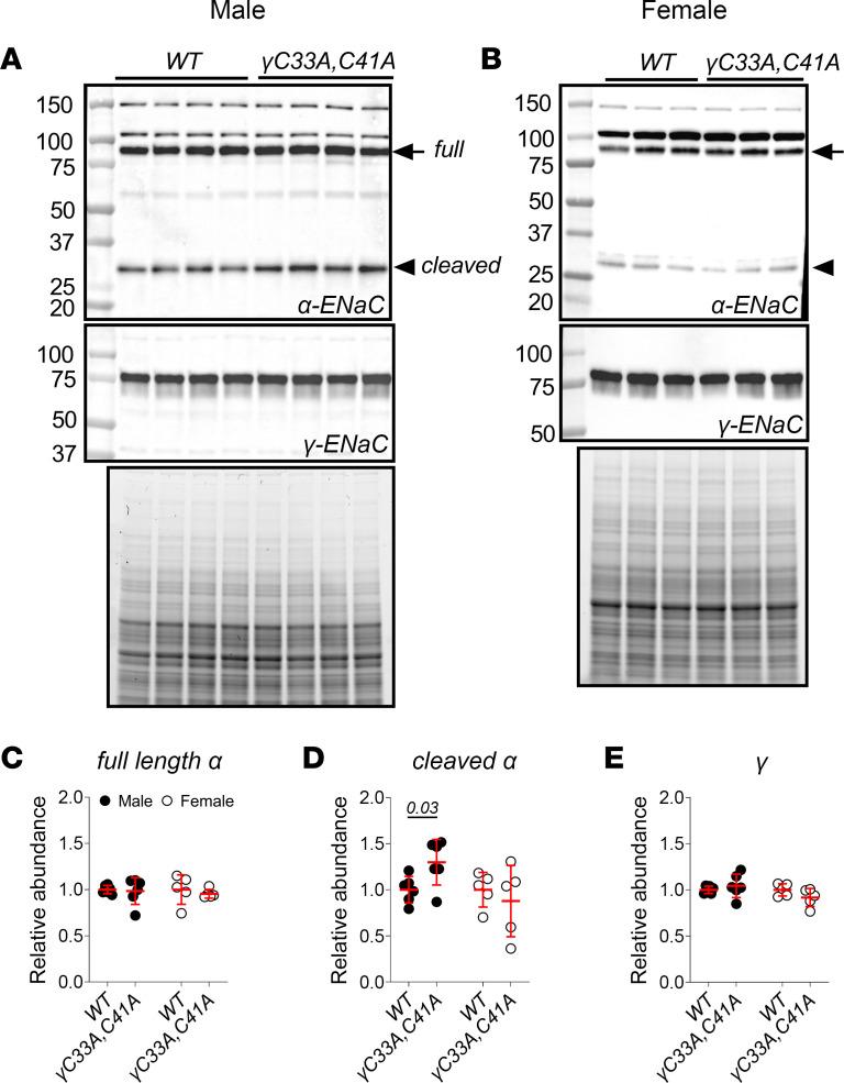 https://cdn.ncbi.nlm.nih.gov/pmc/blobs/c33d/10721255/a55040770580/jciinsight-8-172051-g264.jpg