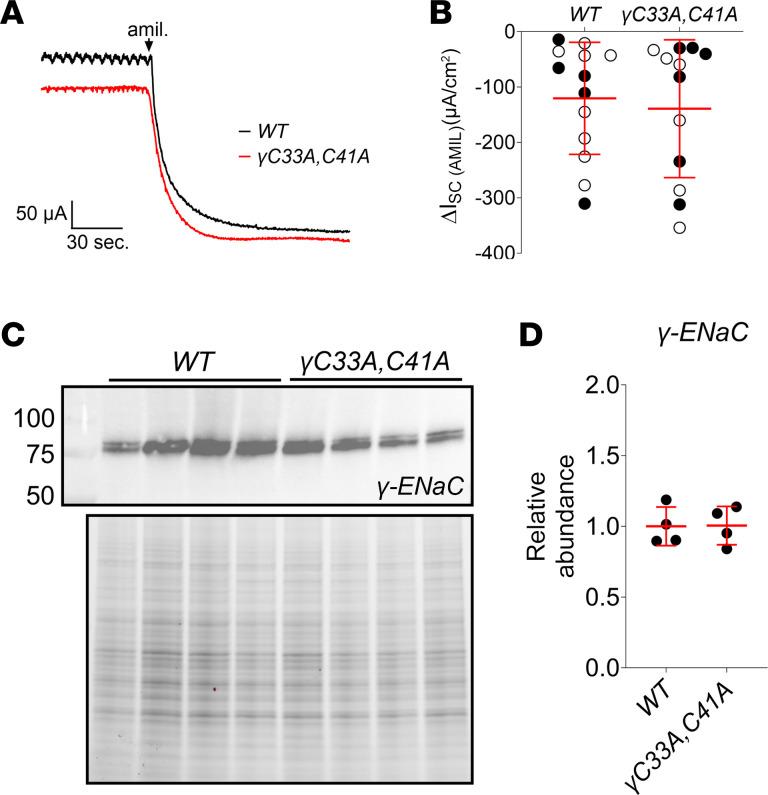 https://cdn.ncbi.nlm.nih.gov/pmc/blobs/c33d/10721255/f2cf4f975efc/jciinsight-8-172051-g261.jpg