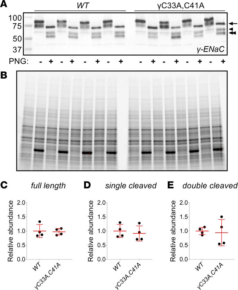 https://cdn.ncbi.nlm.nih.gov/pmc/blobs/c33d/10721255/fb0effe56dc0/jciinsight-8-172051-g268.jpg