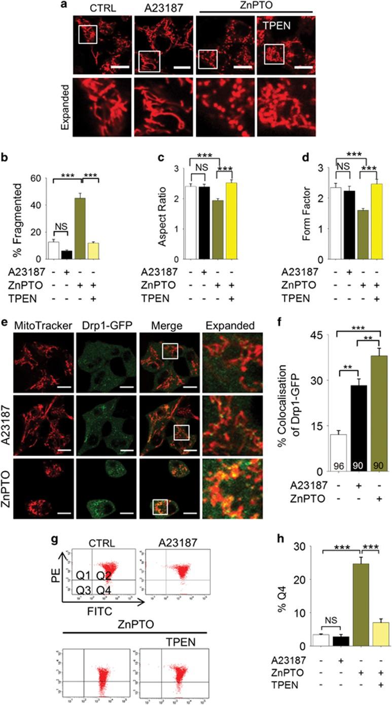 https://cdn.ncbi.nlm.nih.gov/pmc/blobs/c33f/5686341/4ba98305805f/cdd2017118f7.jpg