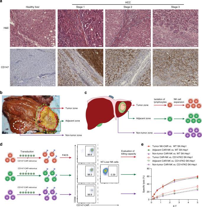 https://cdn.ncbi.nlm.nih.gov/pmc/blobs/c345/7511348/389ad4d22840/41467_2020_18444_Fig5_HTML.jpg