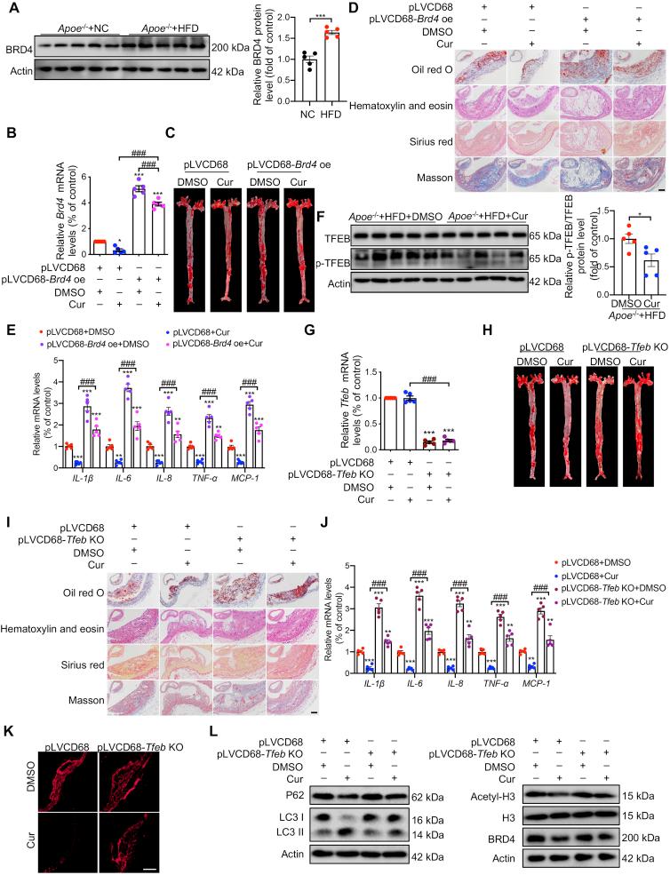 https://cdn.ncbi.nlm.nih.gov/pmc/blobs/c348/9136579/185ec3def84b/gr7.jpg