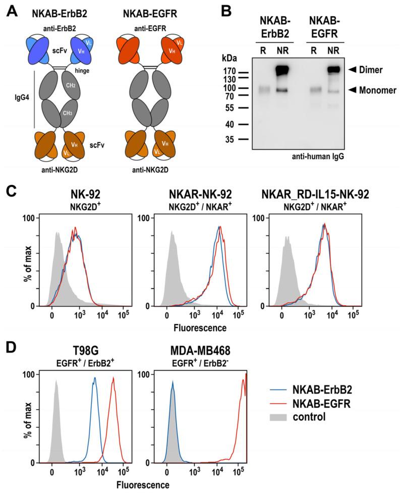 https://cdn.ncbi.nlm.nih.gov/pmc/blobs/c34c/10854564/fc741abf2052/cells-13-00246-g004.jpg
