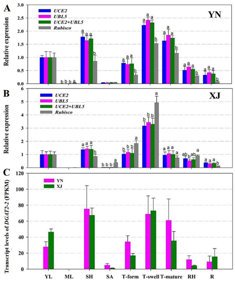 https://cdn.ncbi.nlm.nih.gov/pmc/blobs/c359/7961719/dd20e708a1a5/ijms-22-02569-g005.jpg