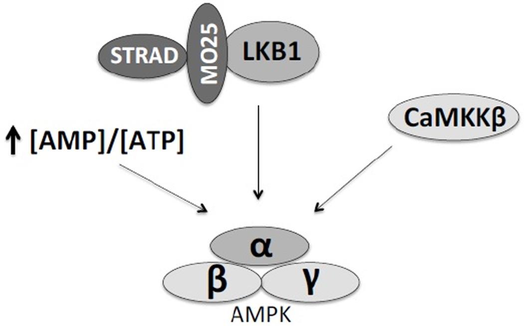 https://cdn.ncbi.nlm.nih.gov/pmc/blobs/c35a/4718578/cd4dc61064a6/nihms721915f2.jpg