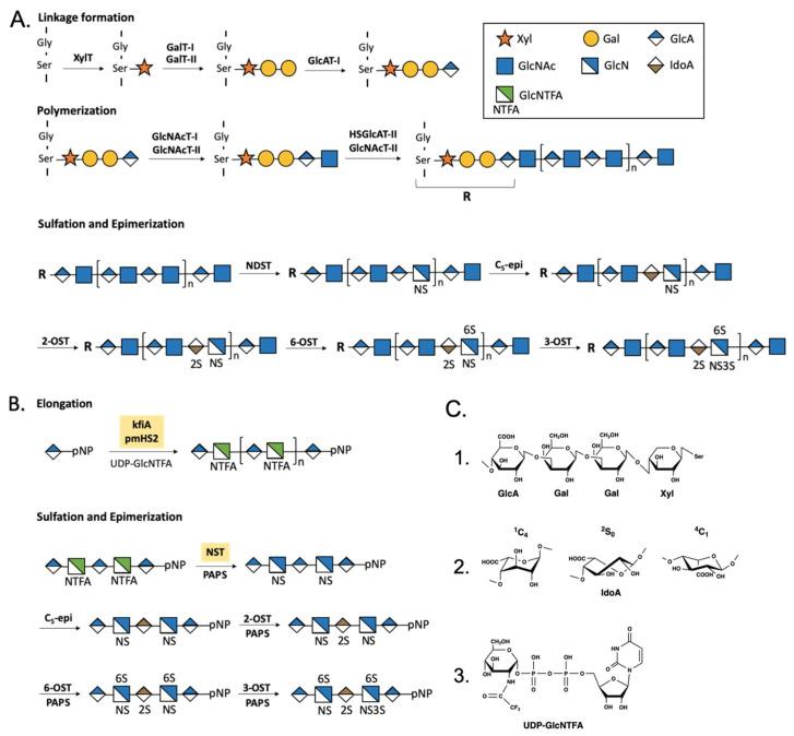https://cdn.ncbi.nlm.nih.gov/pmc/blobs/c35c/7697061/03629c1792dd/biomedicines-08-00503-g003.jpg