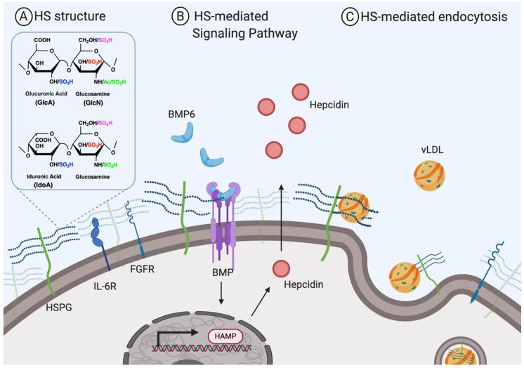 https://cdn.ncbi.nlm.nih.gov/pmc/blobs/c35c/7697061/781115c60803/biomedicines-08-00503-g001.jpg