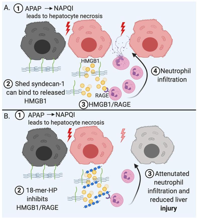 https://cdn.ncbi.nlm.nih.gov/pmc/blobs/c35c/7697061/b7e2b007320a/biomedicines-08-00503-g004.jpg