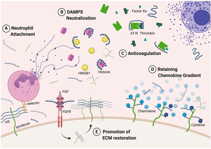 https://cdn.ncbi.nlm.nih.gov/pmc/blobs/c35c/7697061/fae796baf19b/biomedicines-08-00503-g002.jpg