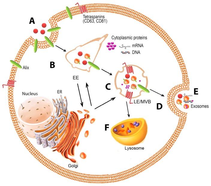 https://cdn.ncbi.nlm.nih.gov/pmc/blobs/c35e/5372554/69cba6ae6718/ijms-18-00538-g001.jpg