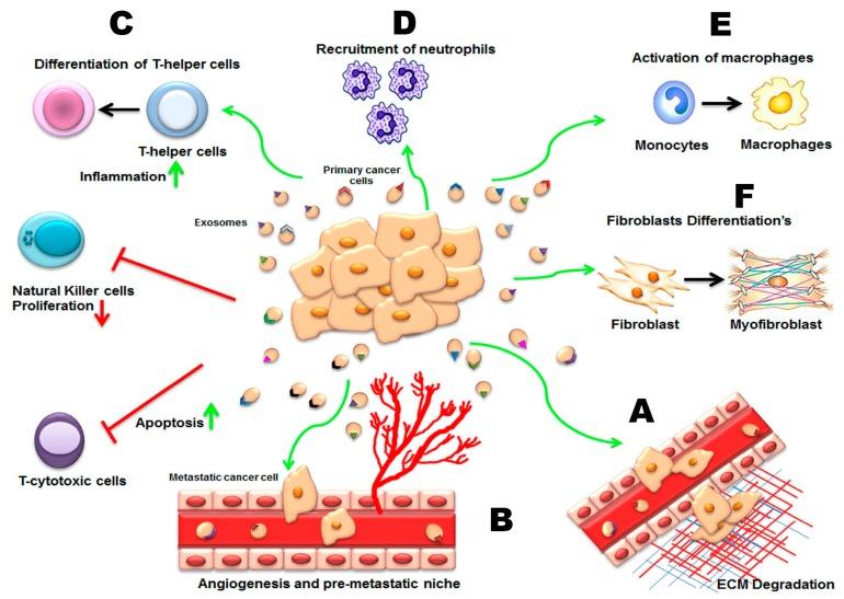 https://cdn.ncbi.nlm.nih.gov/pmc/blobs/c35e/5372554/781ff40c8f57/ijms-18-00538-g003.jpg