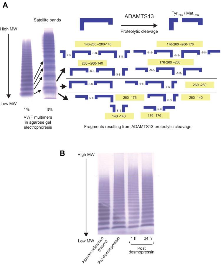 https://cdn.ncbi.nlm.nih.gov/pmc/blobs/c366/9673800/37f1c29720af/JBM-13-649-g0003.jpg