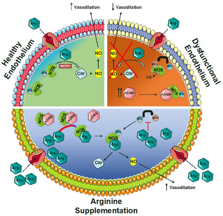https://cdn.ncbi.nlm.nih.gov/pmc/blobs/c368/7460461/6dfd3a1d4aef/biomedicines-08-00277-g002.jpg