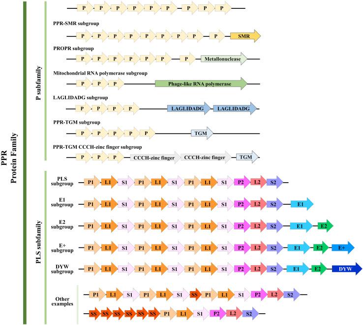 https://cdn.ncbi.nlm.nih.gov/pmc/blobs/c369/7900629/e859e6193d4f/fpls-12-627501-g001.jpg