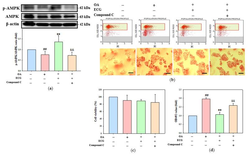 https://cdn.ncbi.nlm.nih.gov/pmc/blobs/c36b/12347588/909a0bcf9c5e/ijms-26-07612-g004.jpg