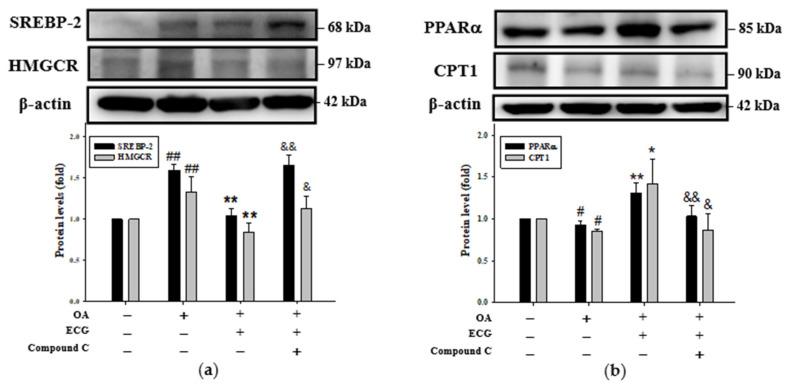 https://cdn.ncbi.nlm.nih.gov/pmc/blobs/c36b/12347588/ad5c5d616268/ijms-26-07612-g005.jpg