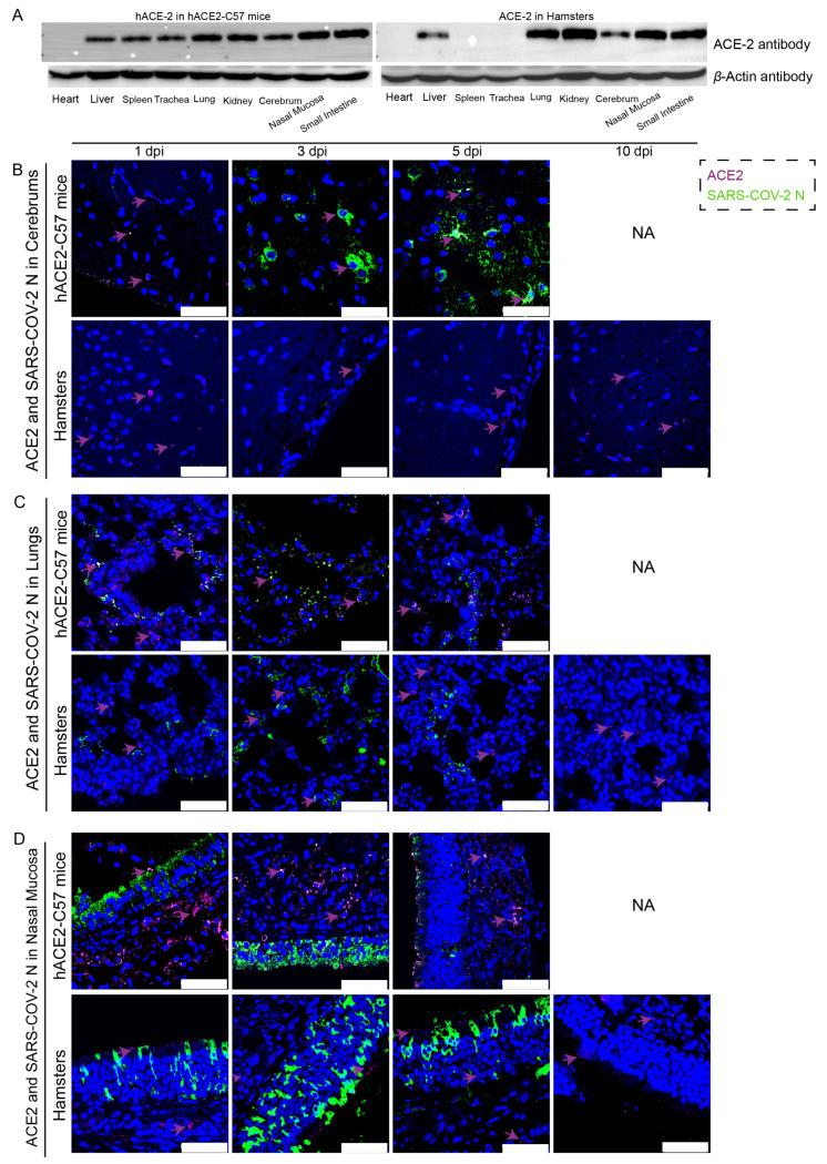 https://cdn.ncbi.nlm.nih.gov/pmc/blobs/c36c/10815841/73451c78b03f/ijms-25-00997-g002.jpg