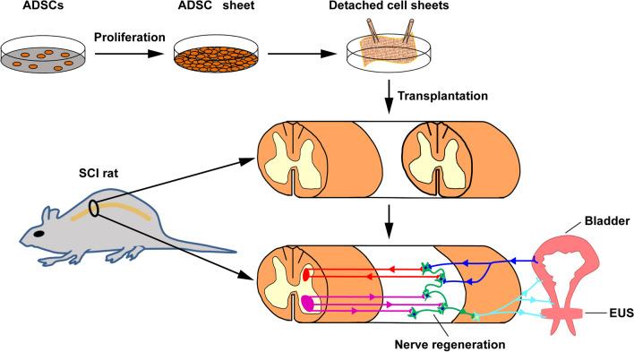 https://cdn.ncbi.nlm.nih.gov/pmc/blobs/c36c/9558366/69d847401b4f/13287_2022_3188_Fig1_HTML.jpg