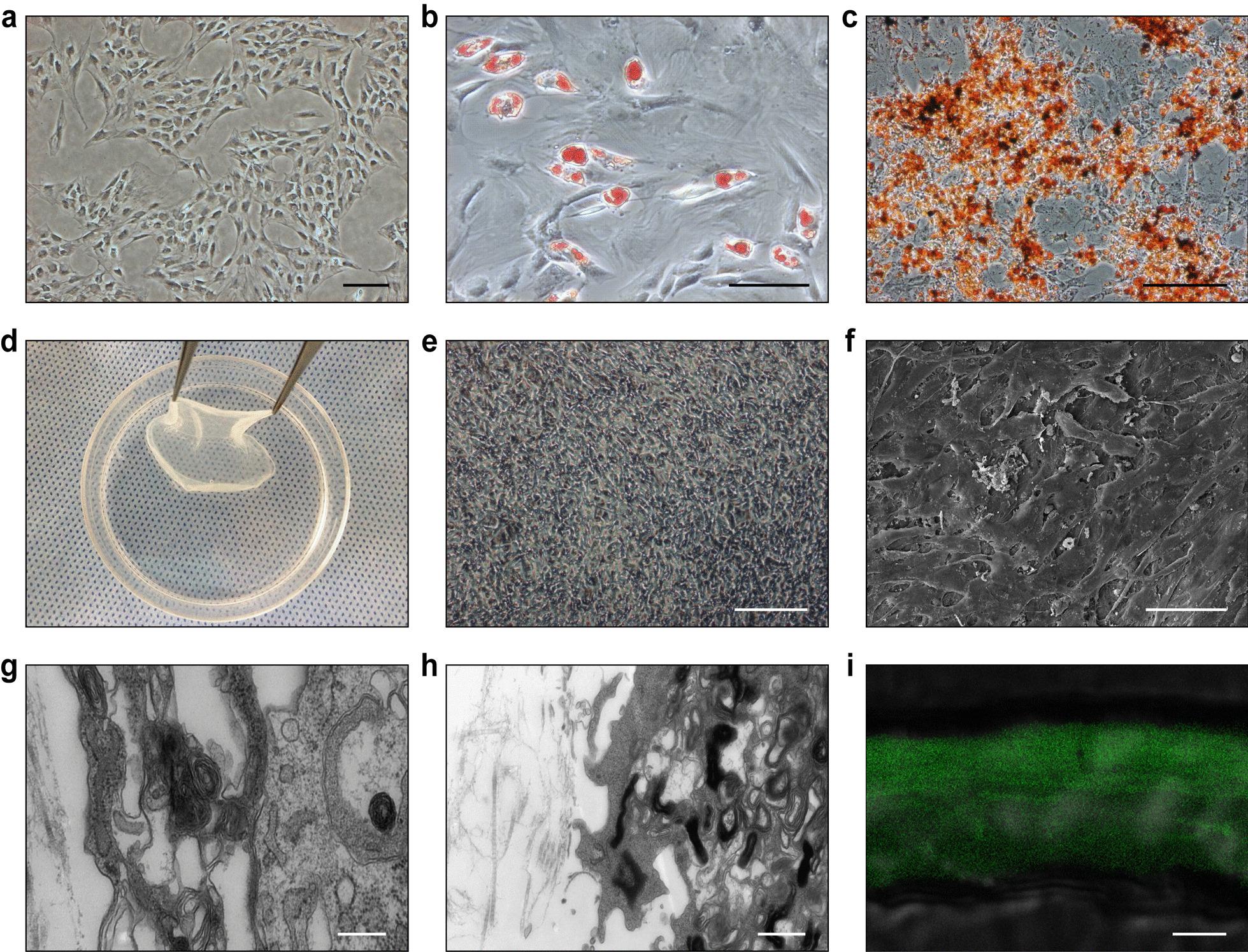 https://cdn.ncbi.nlm.nih.gov/pmc/blobs/c36c/9558366/dd6058b30632/13287_2022_3188_Fig2_HTML.jpg