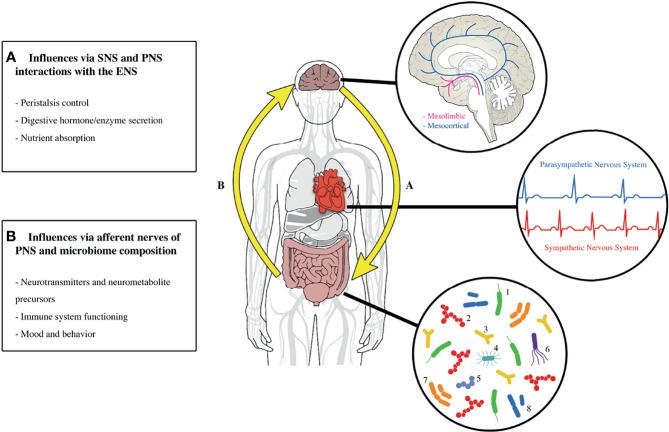 https://cdn.ncbi.nlm.nih.gov/pmc/blobs/c36f/8921263/2f5bc5eb713f/fendo-13-738065-g001.jpg