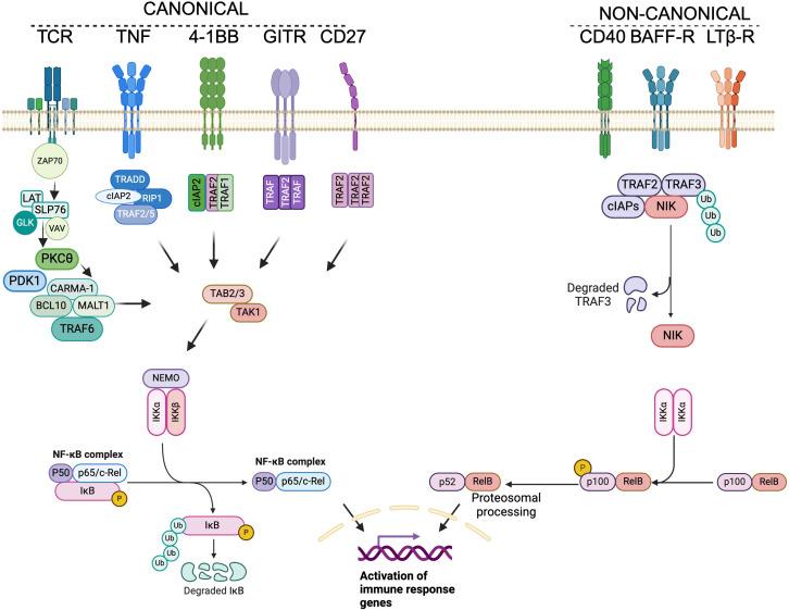 https://cdn.ncbi.nlm.nih.gov/pmc/blobs/c371/12075310/0b1ae65a9ef0/fimmu-16-1559494-g002.jpg