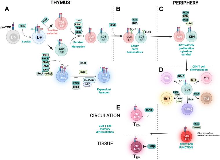 https://cdn.ncbi.nlm.nih.gov/pmc/blobs/c371/12075310/76fa9a39d551/fimmu-16-1559494-g003.jpg