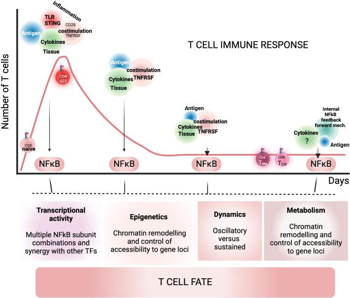 https://cdn.ncbi.nlm.nih.gov/pmc/blobs/c371/12075310/af530b477b16/fimmu-16-1559494-g004.jpg