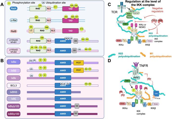 https://cdn.ncbi.nlm.nih.gov/pmc/blobs/c371/12075310/e2cc04a0e329/fimmu-16-1559494-g001.jpg