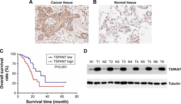 https://cdn.ncbi.nlm.nih.gov/pmc/blobs/c372/6300375/33d286647ae4/ott-11-8815Fig1.jpg