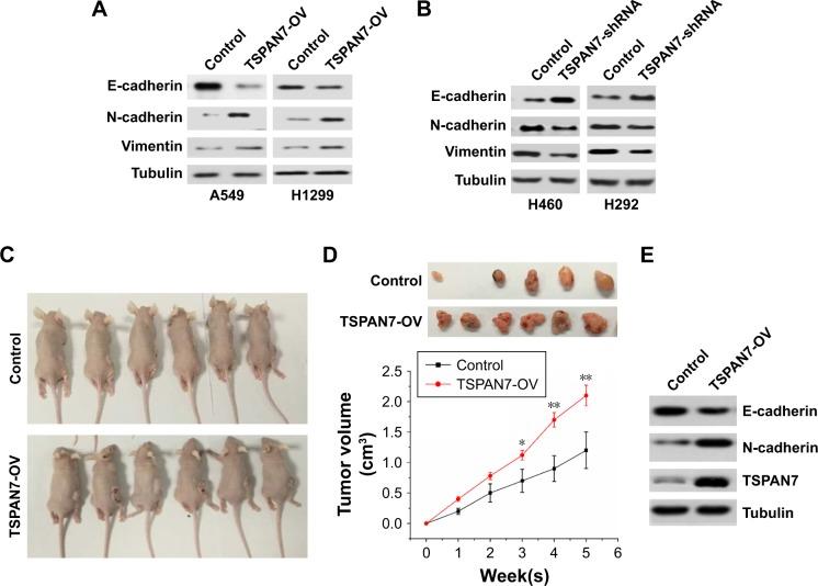 https://cdn.ncbi.nlm.nih.gov/pmc/blobs/c372/6300375/75022b9fbb94/ott-11-8815Fig5.jpg