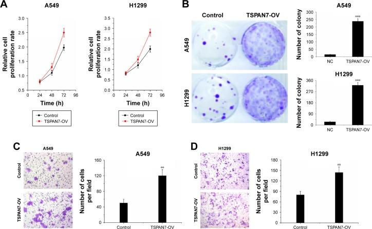 https://cdn.ncbi.nlm.nih.gov/pmc/blobs/c372/6300375/c85b861aaab3/ott-11-8815Fig3.jpg