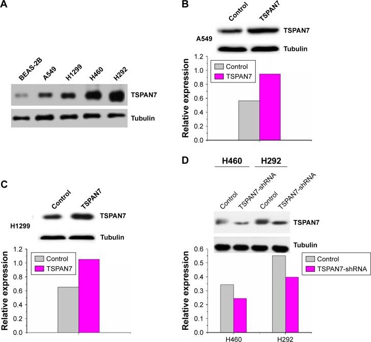 https://cdn.ncbi.nlm.nih.gov/pmc/blobs/c372/6300375/d46b4864ec26/ott-11-8815Fig2.jpg