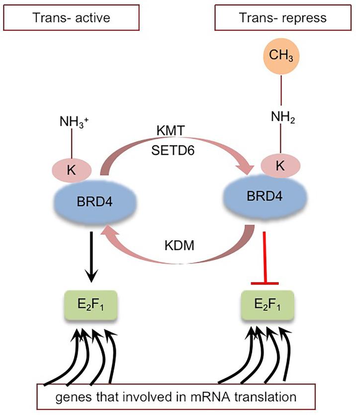 https://cdn.ncbi.nlm.nih.gov/pmc/blobs/c372/8993501/9376005905f8/fonc-12-847701-g004.jpg