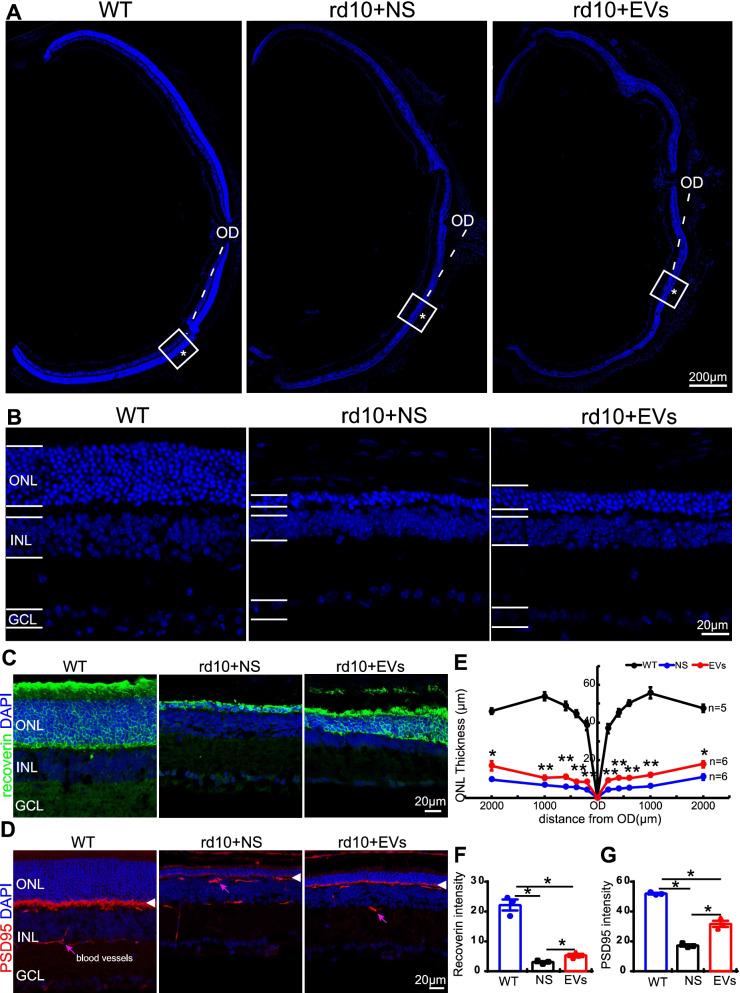https://cdn.ncbi.nlm.nih.gov/pmc/blobs/c373/9351183/f800de7ce7de/13287_2022_3100_Fig3_HTML.jpg
